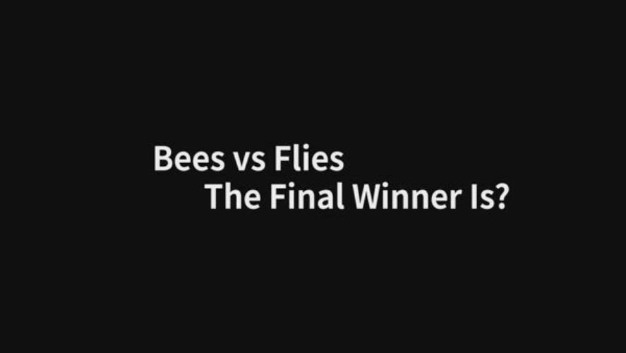 (ENG) Bee Vs  Flies, The Final Winner Is?