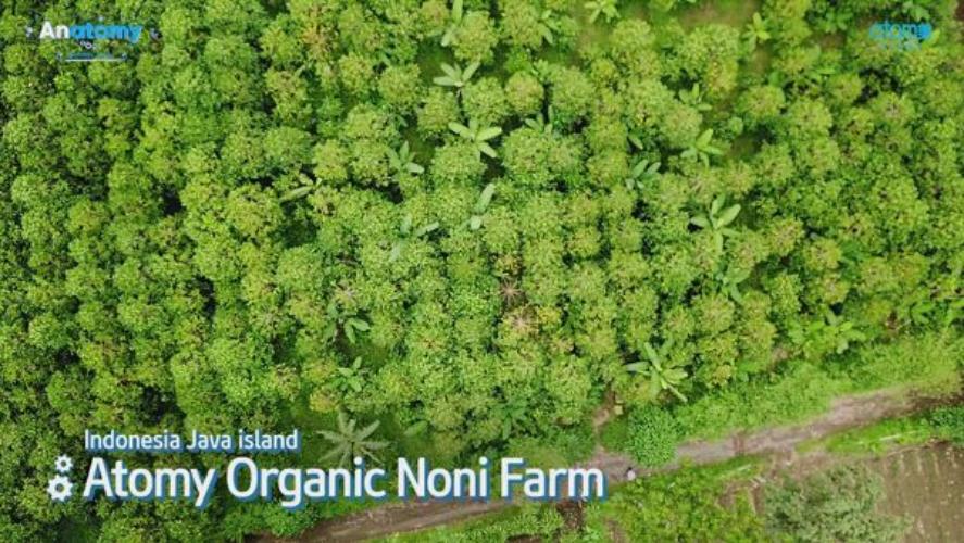 Anatomy - Organic Fermented Noni Concentrate
